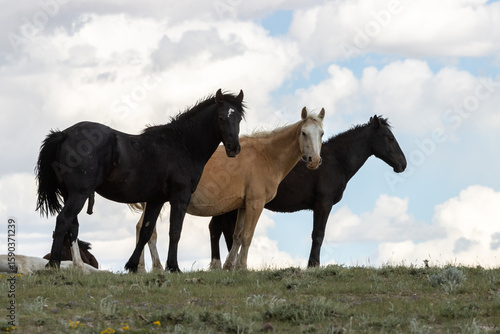 Wild Horse Trio