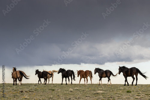 Wild Horses in Wind Walking Away