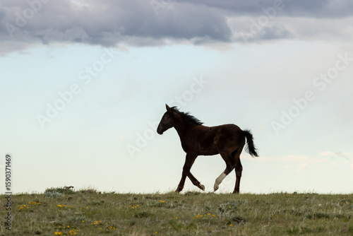 Wild Mustang Foal