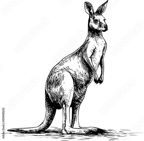 Black and white sketch of a kangaroo standing upright, wildlife illustration. Vector illustration