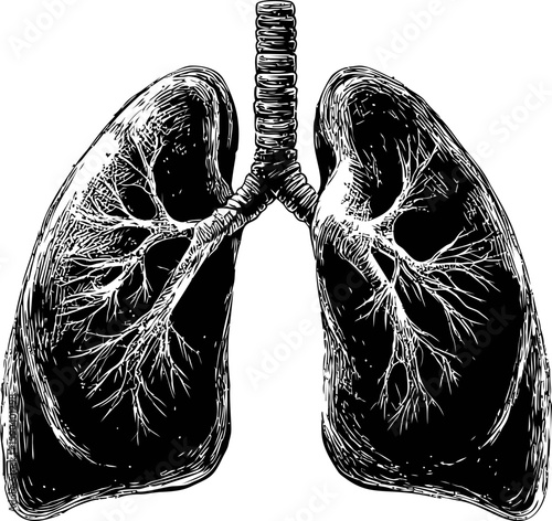 Detailed black and white illustration of human lungs with trachea anatomy. Vector illustration