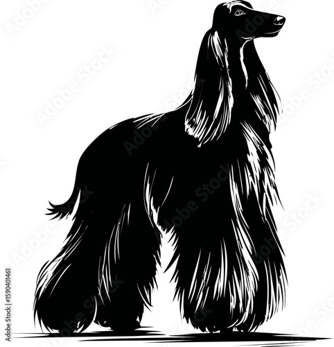 Silhouette of an afghan hound with long fur, vector art. Vector illustration
