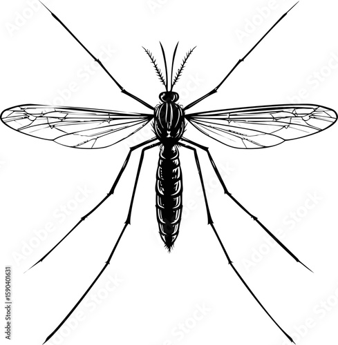 Detailed black and white illustration of a mosquito anatomy in vector style. Vector illustration
