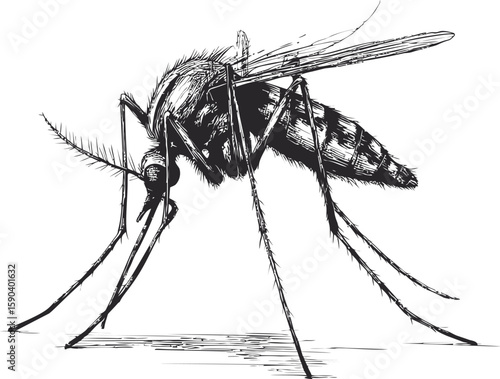 Detailed black and white illustration of a mosquito with sharp lines. Vector illustration