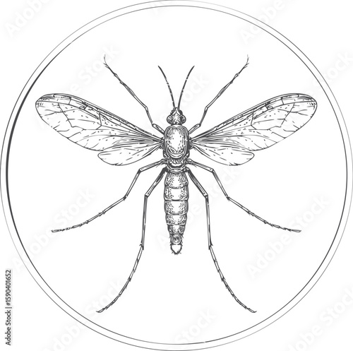 Detailed black and white illustration of a mosquito within a circular frame. Vector illustration