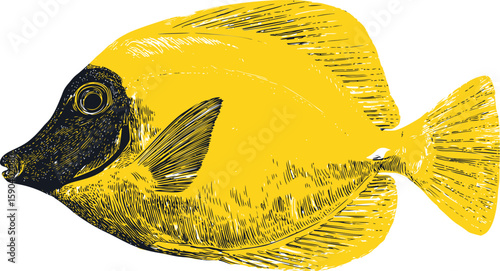Yellow tang fish illustration with intricate black details. Vector illustration