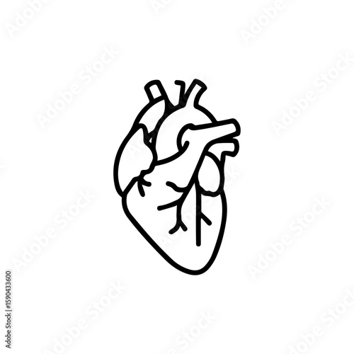 Anatomical Heart Line Art Illustration with Detailed Vessels and Chambers.