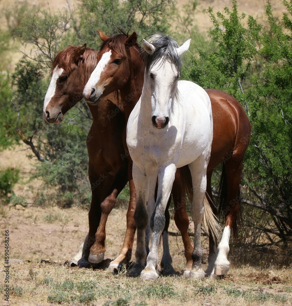 Obraz premium Wild Horses in Arizona 