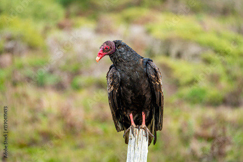 Turkey vulture  sitting on a stump