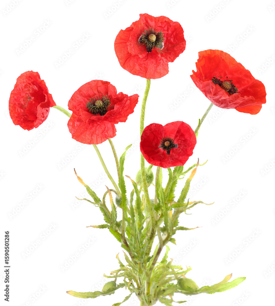 Obraz premium Bright red poppy flowers on white background. Meadow plant