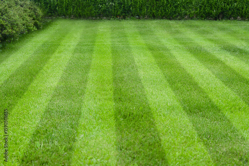 Fresh green lawn cut in stripes outdoors