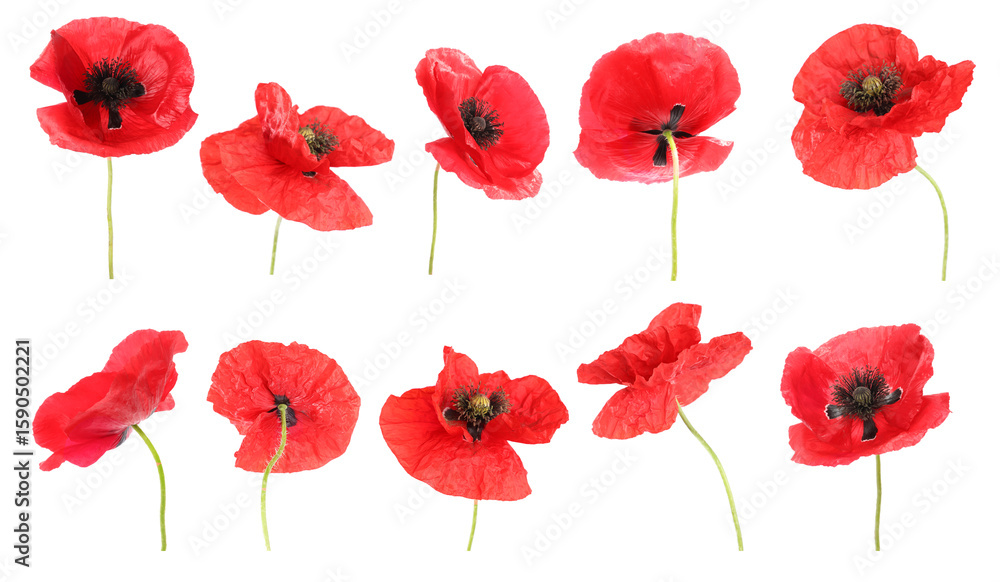 Obraz premium Red poppy flowers isolated on white, collage