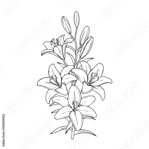 A beautiful cluster of lilies in bloom, with unopened buds and green leaves, depicted in a detailed handdrawn sketch