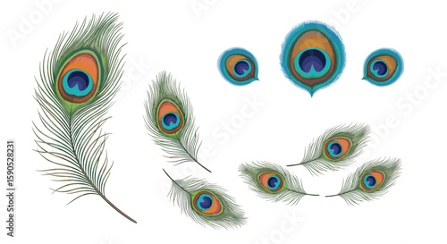 Collection of peacock feathers with iridescent eye spots in varying sizes and orientations on white
