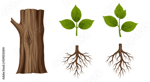 Illustration of a tree trunk with two sets of leaves and two sets of roots on a white background