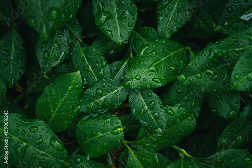 Close-up of fresh green leaves with water drops after rain