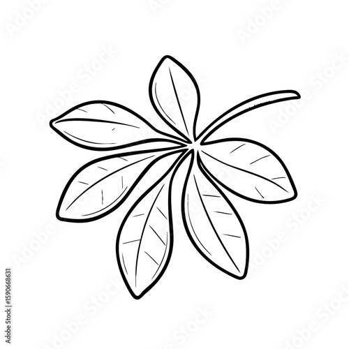 Bay leaf illustration in chalk style with detailed line art  
