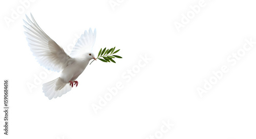 A white dove flying with an olive branch in its beak against a black background in a close up view