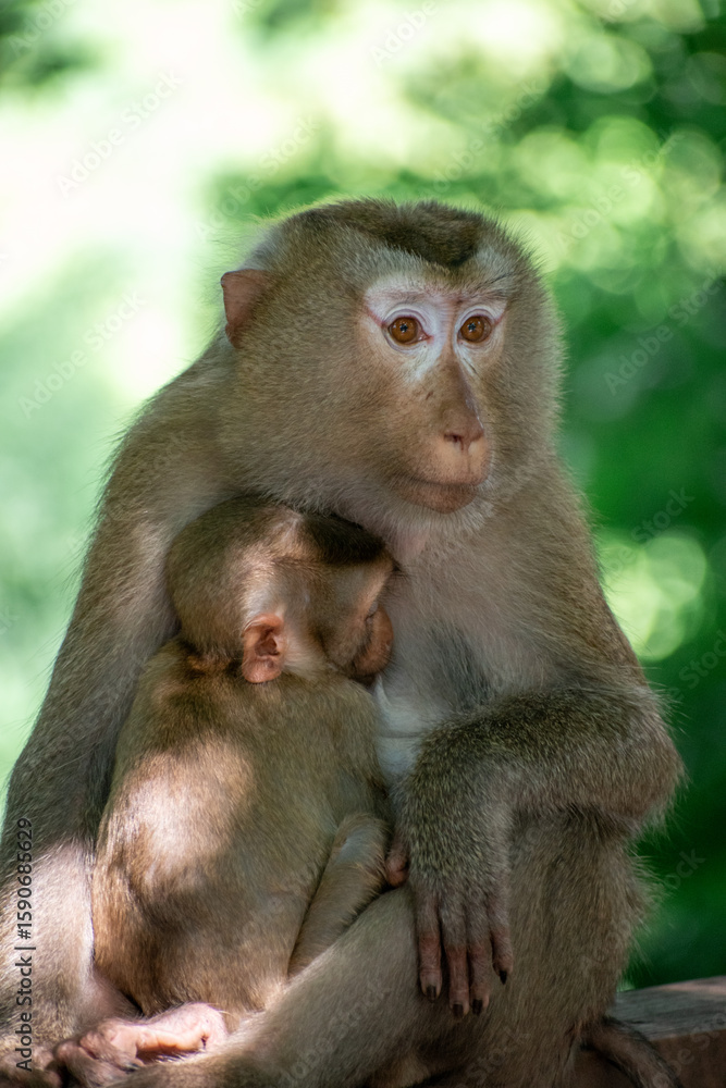 The Wild life of Khao Yai National park , Mother monkey with her baby The Wild life of Khao Yai National park , Mother monkey with her baby