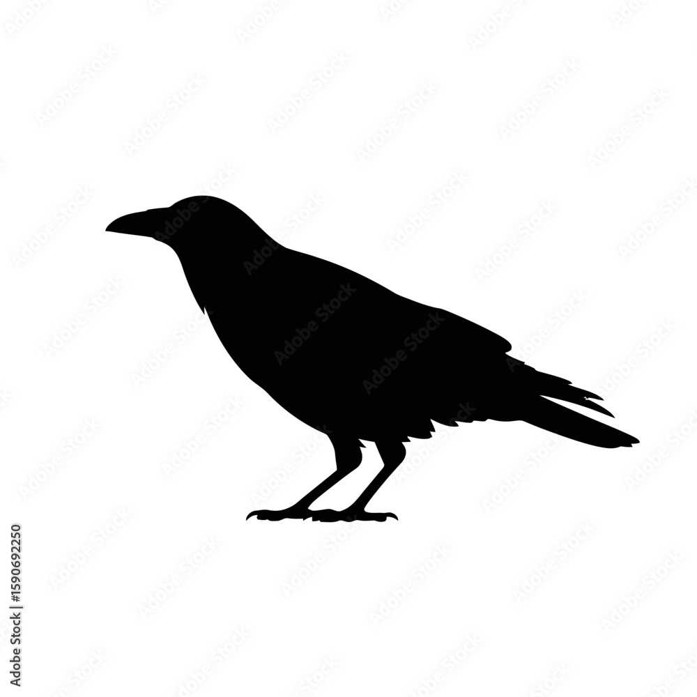 Fototapeta premium Silhouette of a perched crow bird black