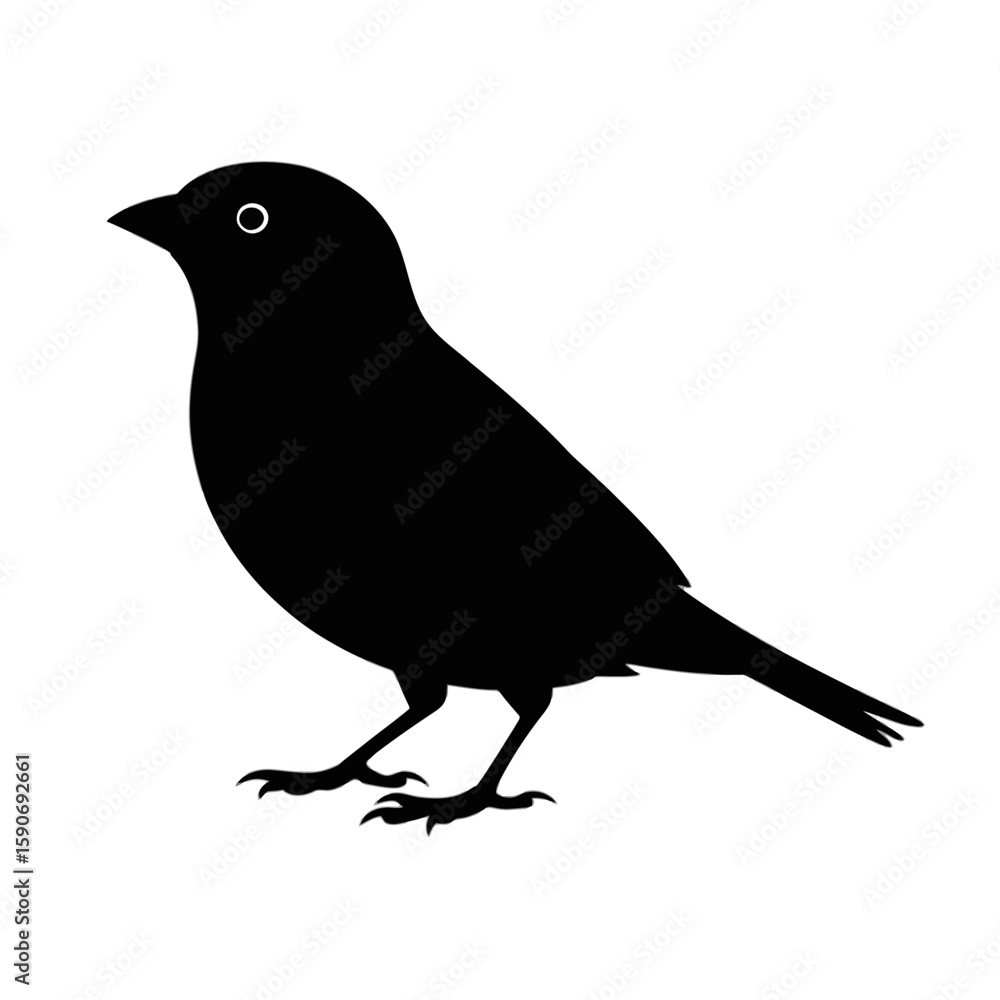 Fototapeta premium Small bird with white eye silhouette black