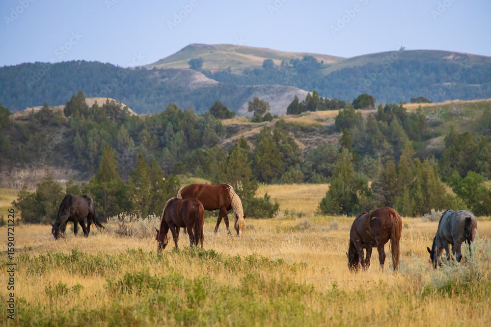 Obraz premium Wild horses at Theodore Roosevelt National Park, North Dakota