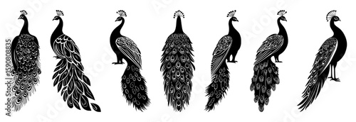 Peacock silhouette vector set with elegant tail feather designs in black isolated style