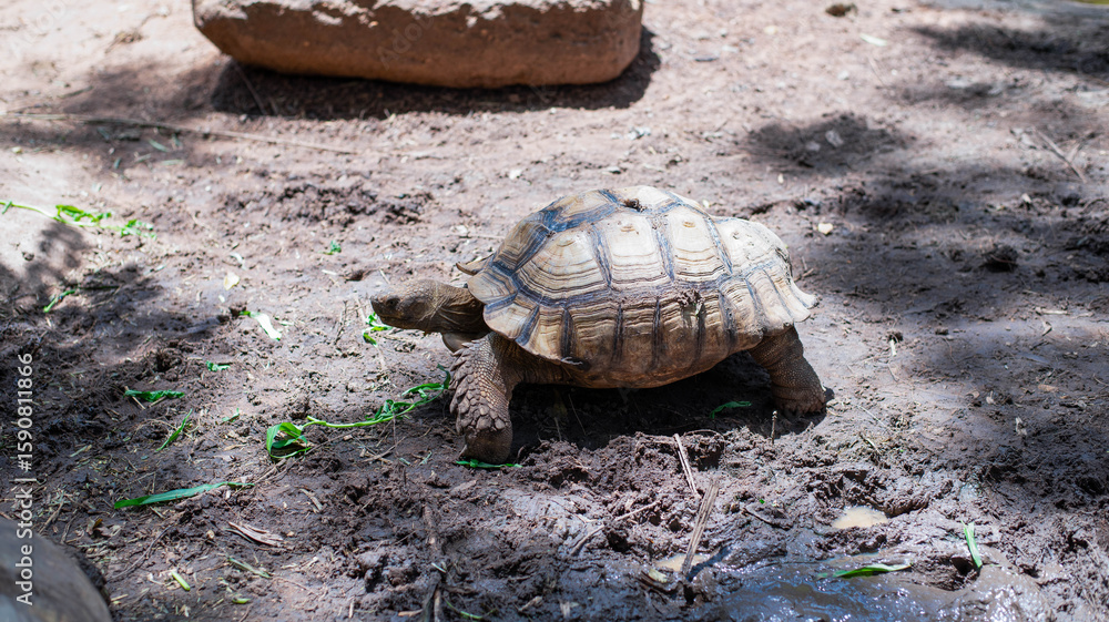 Fototapeta premium Sulcata tortoise walking, animals in the world, reptile in the forest.