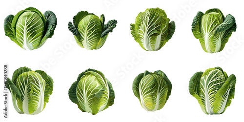 Multiple vector illustrations of delicately drawn napa cabbages (Chinese cabbages)

