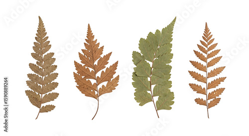 Four pressed fern fronds two brown one green arranged vertically.