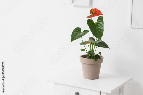 Beautiful Anthurium flower ...