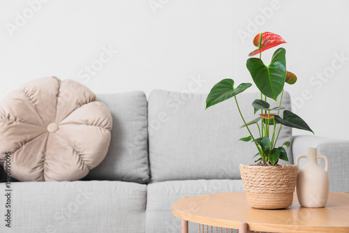Beautiful Anthurium flower ...