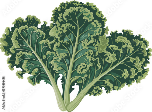 Fresh, vibrant kale leaves, perfect for a healthy diet. They are shown in an artistic and clean style
