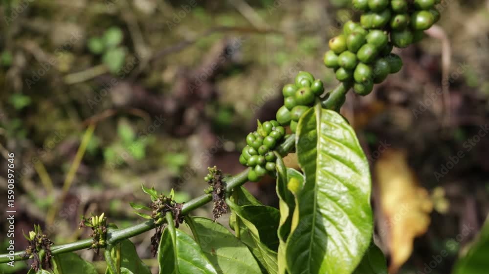 green raw coffee berries in plantation green raw coffee berries in plantation