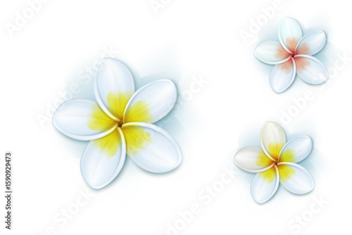 Dok Champa flower
Plumeria flower Laos
Frangipani isolated white background
Laos national flower
Tropical plumeria blossom