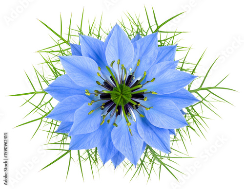 Top View of Blue Love-in-a-Mist Flower with Delicate Petals and Feathery Bracts, Transparent PNG.
