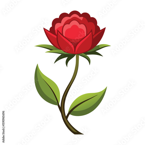 rest harrow flower on white background.