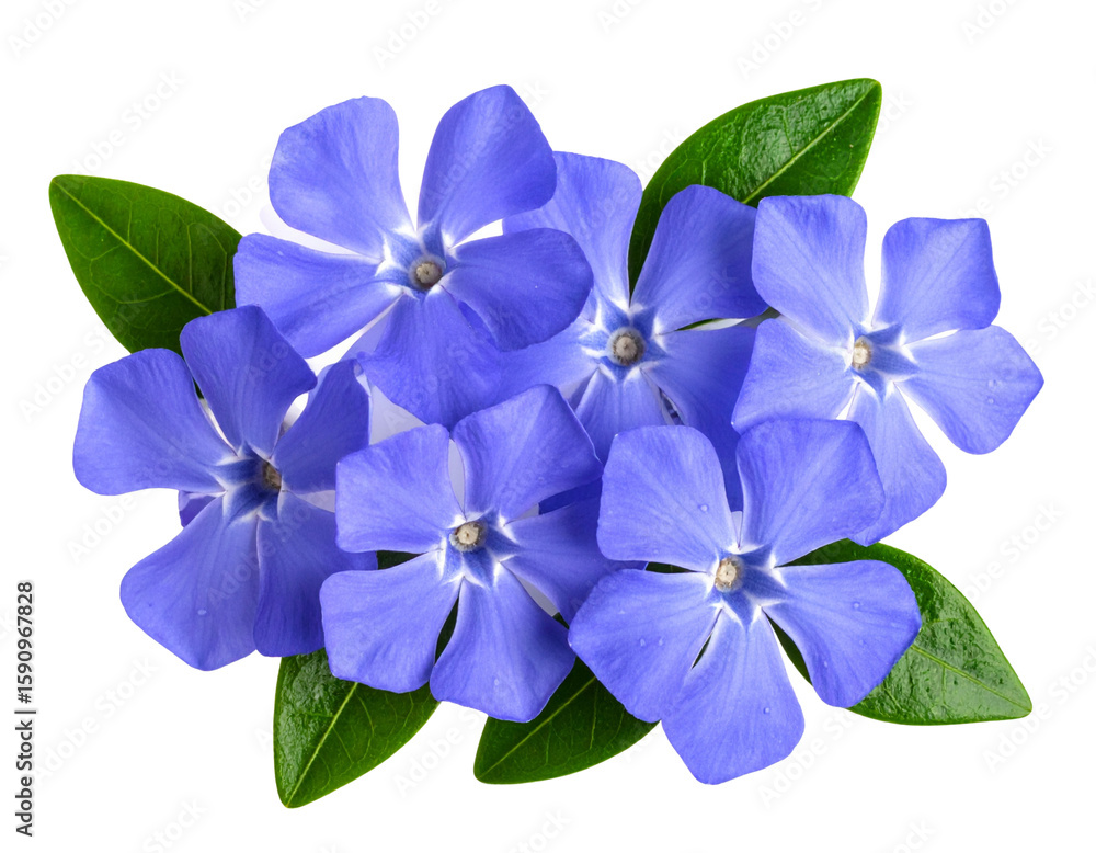 Fototapeta premium Set of Periwinkle Flower with Five Petals, Front View, Isolated on Transparent Background.