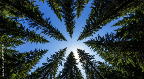 Looking Up Through Evergreen Forest Canopy Towards Bright Sunny Sky