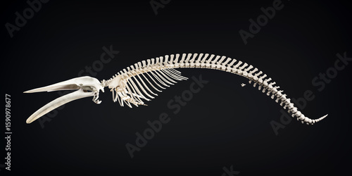 Fototapeta Naklejka Na Ścianę i Meble -  Whale skeleton anatomy isolated on black background. skeletal system of a whale. bone structure of a whale. whale anatomy education. largest mammal fossil. 3D realistic rendering