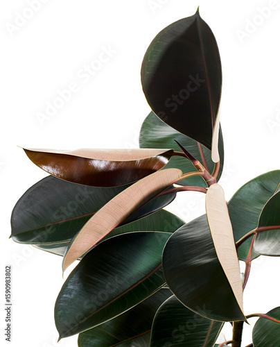 Ficus elastica burgundy leaves, Burgundy Rubber tree, isolated on white background with clipping path