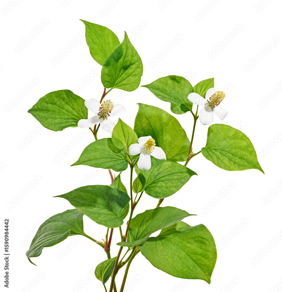 Naklejka premium Fish mint, Fish leaf with flower isolated on white background, with clipping path