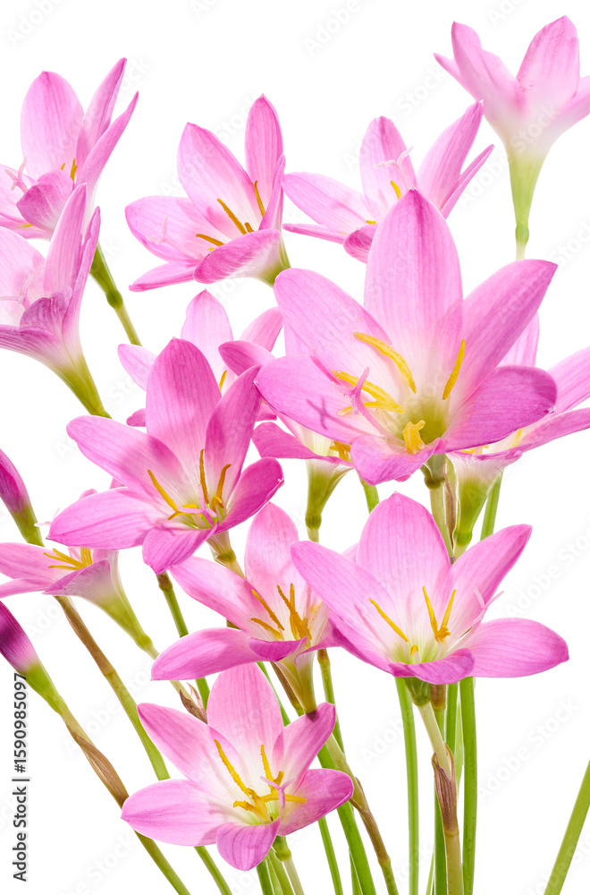 Obraz premium Pink rain lily flower, Pink flower blooming isolated on white background, with clipping path 
