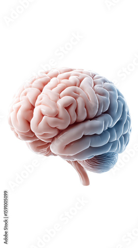 Detailed 3D illustration of a human brain highlighting its complex structure and folds in soft pink and light blue tones.