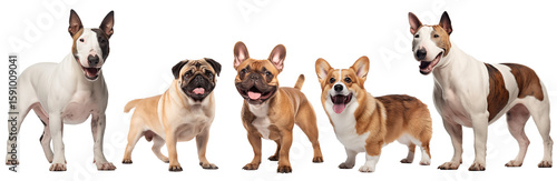 Collection of different dog breeds standing isolated on a transparent background. Front view shot