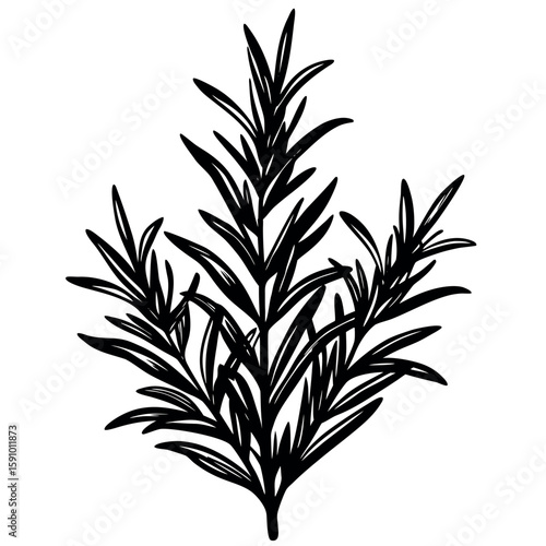 Hand drawn rosemary sprig with delicate leaves elegant botanical illustration