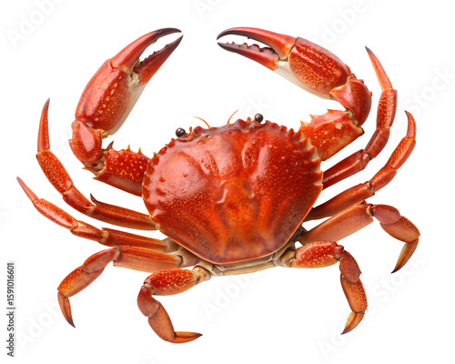 red crab with open claws
