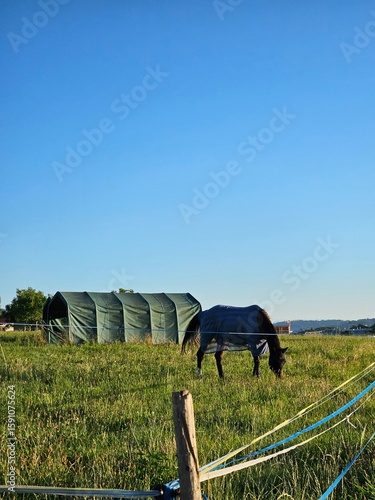 An olive green tent structure stands prominently in a bright green pasture under a clear blue sky, with a blurred horse grazing in the foreground and trees in the background.