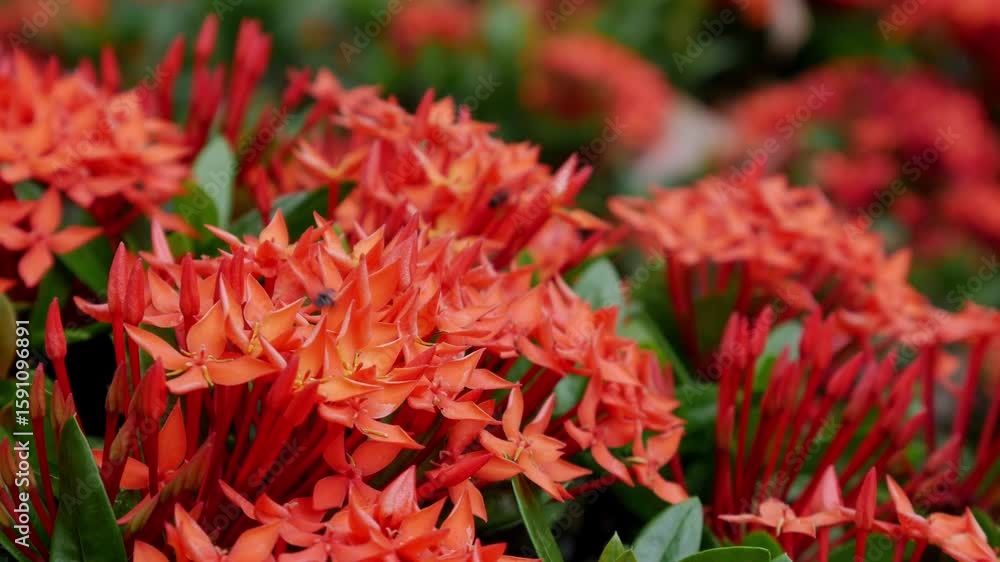 Red West Indian Jasmine or Ixora flower nature view decoration background texture. Red West Indian Jasmine or Ixora flower nature view decoration background texture.
