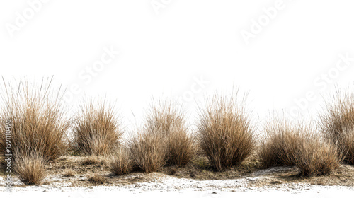 Dry grass clumps isolated on transparent background